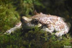 Ménagerie, le Zoo du Jardin des Plantes