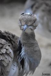 Ménagerie, le Zoo du Jardin des Plantes