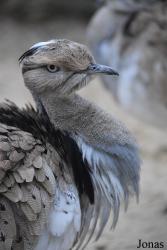 Ménagerie, le Zoo du Jardin des Plantes