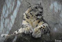 Ménagerie, le Zoo du Jardin des Plantes
