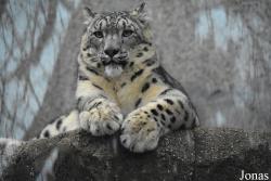 Ménagerie, le Zoo du Jardin des Plantes