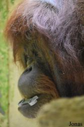 Ménagerie, le Zoo du Jardin des Plantes