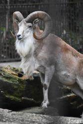 Ménagerie, le Zoo du Jardin des Plantes