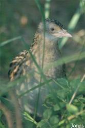 Vogelpark Walsrode
