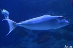 Sea Life Istanbul