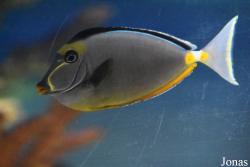 Sea Life Istanbul
