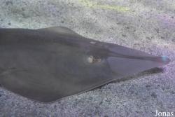 Rhinobatos rhinobatos