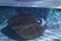 Himantura undulata