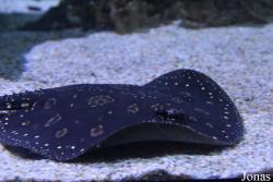 Potamotrygon leopoldi
