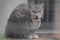 Lynx lynx dinniki