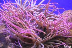 Anemonia viridis