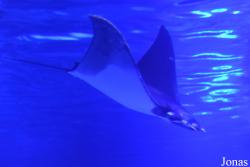Mobula kuhlii
