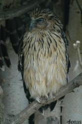Ketupa ketupu javanensis