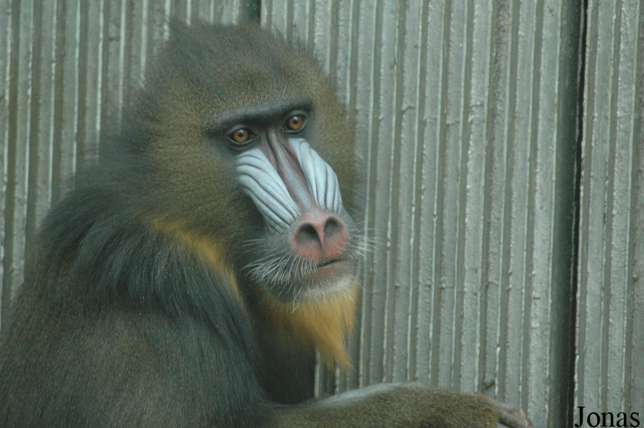 Qingdao Zoo