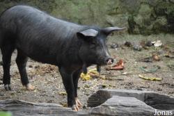 Cochon Negre Mallorquí