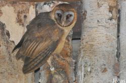 Tytonidae