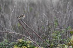 Saxicola rubicola