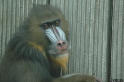 Qingdao Zoo