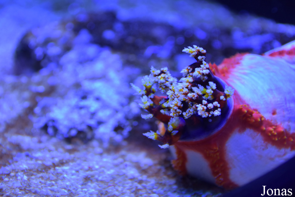 Palma Aquarium