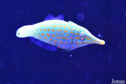 Oxymonacanthus longirostris