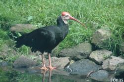 Vogelpark Walsrode