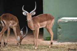 Safari-Zoo Mallorca