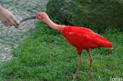 Vogelpark Walsrode