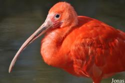 Eudocimus ruber