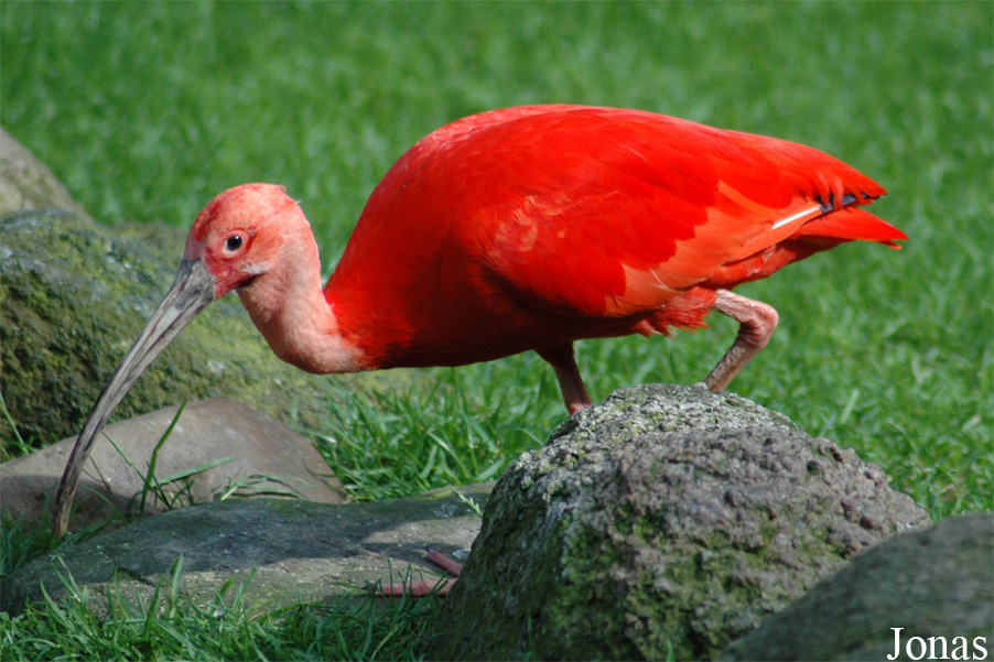Vogelpark Walsrode