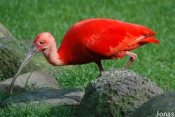 Vogelpark Walsrode