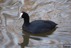 Fulica cristata