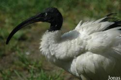 Threskiornis bernieri