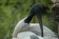 Vogelpark Walsrode
