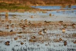 Parc Natural de s'Albufera de Mallorca