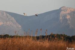 Parc Natural de s'Albufera de Mallorca