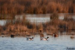 Parc Natural de s'Albufera de Mallorca