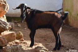 Chèvre de Majorque