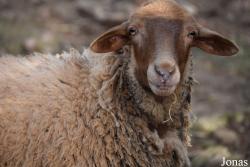Mouton Rouge de Majorque
