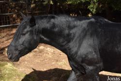Cheval Mallorquín