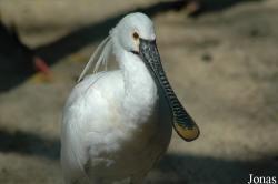 Vogelpark Walsrode
