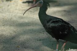 Vogelpark Walsrode