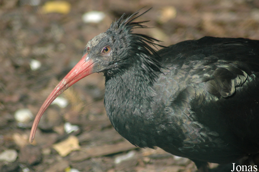 Vogelpark Walsrode