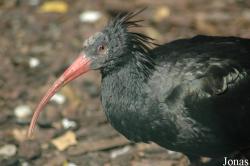 Vogelpark Walsrode