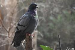 Columba livia