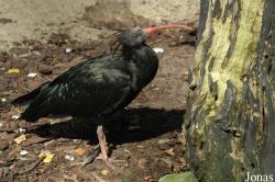 Vogelpark Walsrode