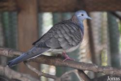 Geopelia humeralis