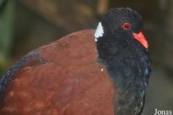 Otidiphabinae