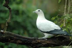 Treroninae