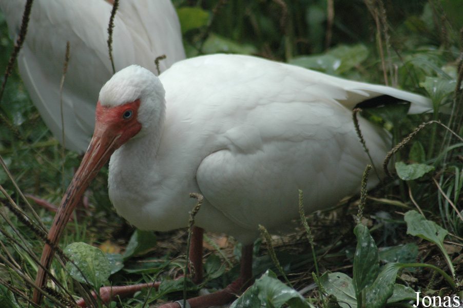 Vogelpark Walsrode