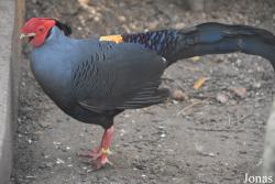Natura Parc Santa Eugènia